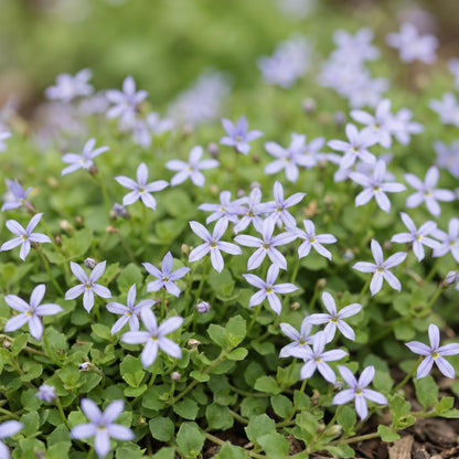 Sternmoos – Isotoma fluviatilis – 6 Pflanzen – Topf Ø11cm – Bienenfreundliche Staude für Garten & Balkon