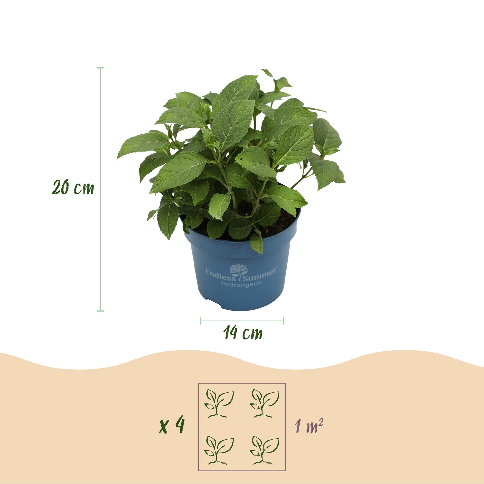 Green boutiQ - Gartenpflanze - Hydrangea Endless Summer The Bride - Hortensie - Winterhart - Weiß - 2 Pflanzen - Topf 14cm - Höhe 20-25cm 