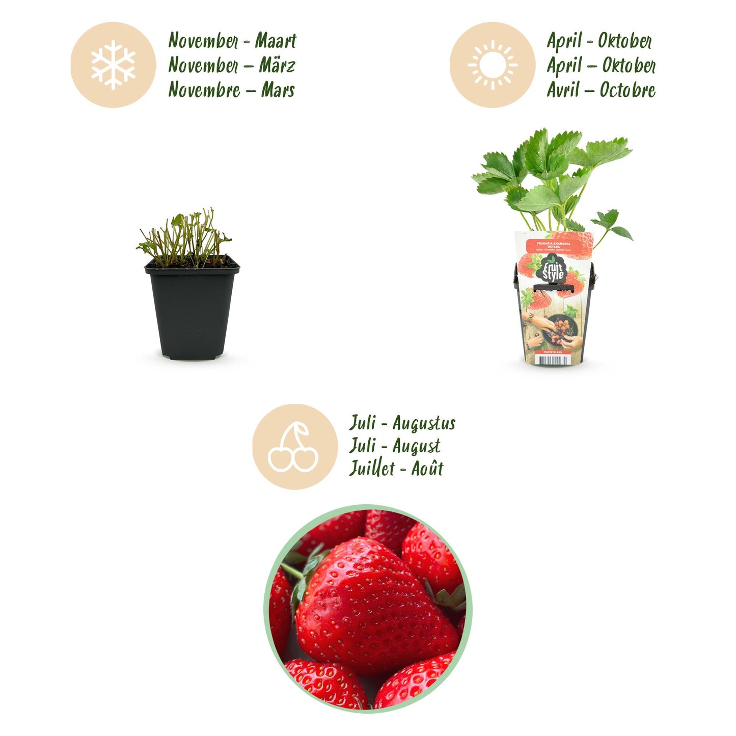 Erdbeerpflanzen Fragaria Elsanta winterhart 6 Pflanzen Höhe 30cm Ø9cm – Rote Erdbeere für Beet Balkon & Topf – Ertragreiche Obstpflanze mit süßen Früchten 