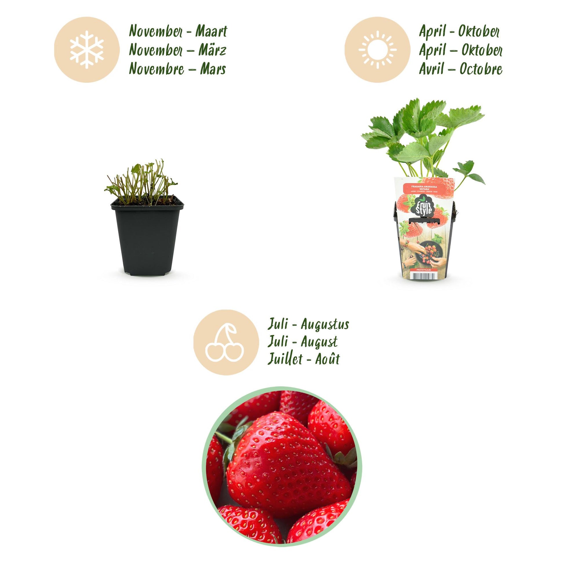 Erdbeerpflanzen Fragaria Elsanta winterhart 6 Pflanzen Höhe 30cm Ø9cm – Rote Erdbeere für Beet Balkon & Topf – Ertragreiche Obstpflanze mit süßen Früchten 
