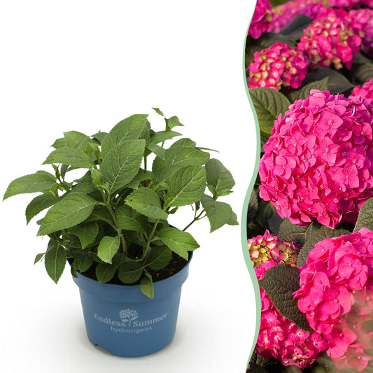 Green boutiQ - Gartenpflanze - Hydrangea Endless Summer Summer Love Red - Hortensie - Winterhart - Rot - 1 Pflanze - Topf 14cm - Höhe 20-25cm 