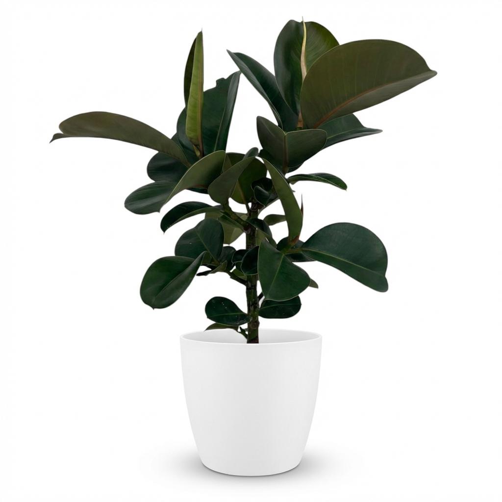 Ficus Elastica Cloe Gummibaum 65cm – Zimmerpflanze im weißen Übertopf Ø19cm – große glänzende grüne Blätter – pflegeleicht, luftreinigend für Wohnung, Büro & Flur – ideal bei Halbschatten 