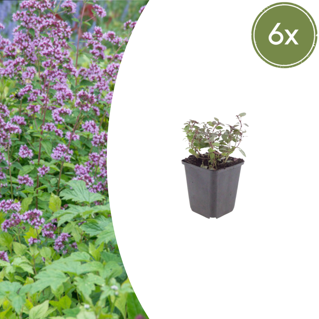 Origanum laevigatum Herrenhausen – 6 Pflanzen – Ø9cm – Höhe 10-25cm – Winterharter Zieroregano – Bienenfreundlich – Für Beet & Steingarten