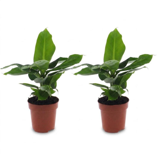 Orientalische Zwergbanane – Musa 'Oriental Dwarf' – 2 Pflanzen – Topf Ø12cm – Höhe 30cm – Ansicht 2