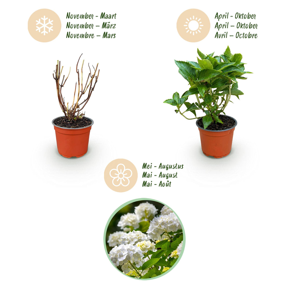Green boutiQ - Gartenpflanze - Hydrangea macrophylla Weiß - Hortensie - Winterhart - Weiß - 1 Pflanze - Topf 12cm - Höhe 20-30cm 