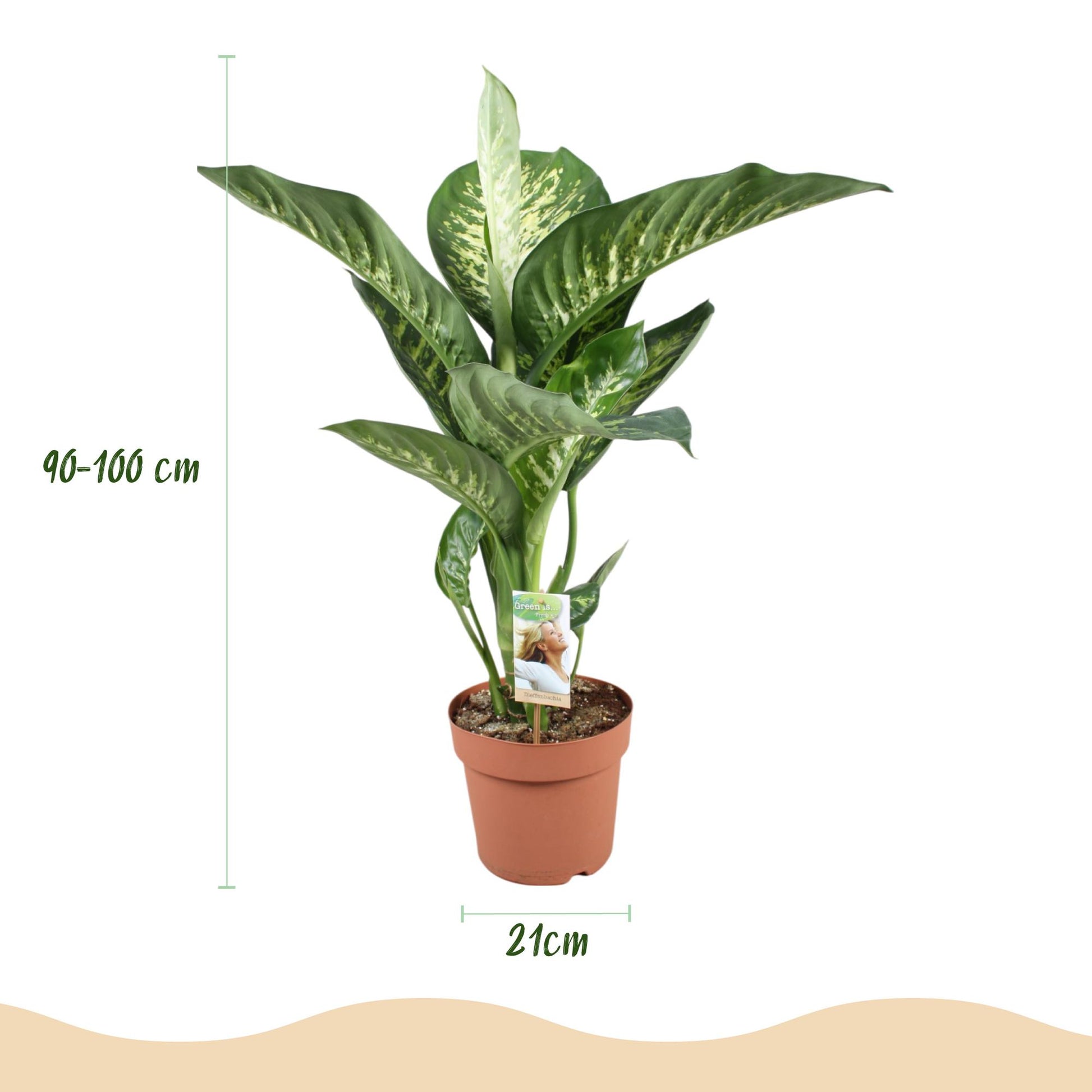 Green boutiQ - Zimmerpflanzen - Diefenbachia Tropic Snow - Dieffenbachia - Wenig Pflege - mit Potter Grau - Bunt - 1 Pflanze - mit Potter Grau - Topf 21cm - Höhe 90-100cm 