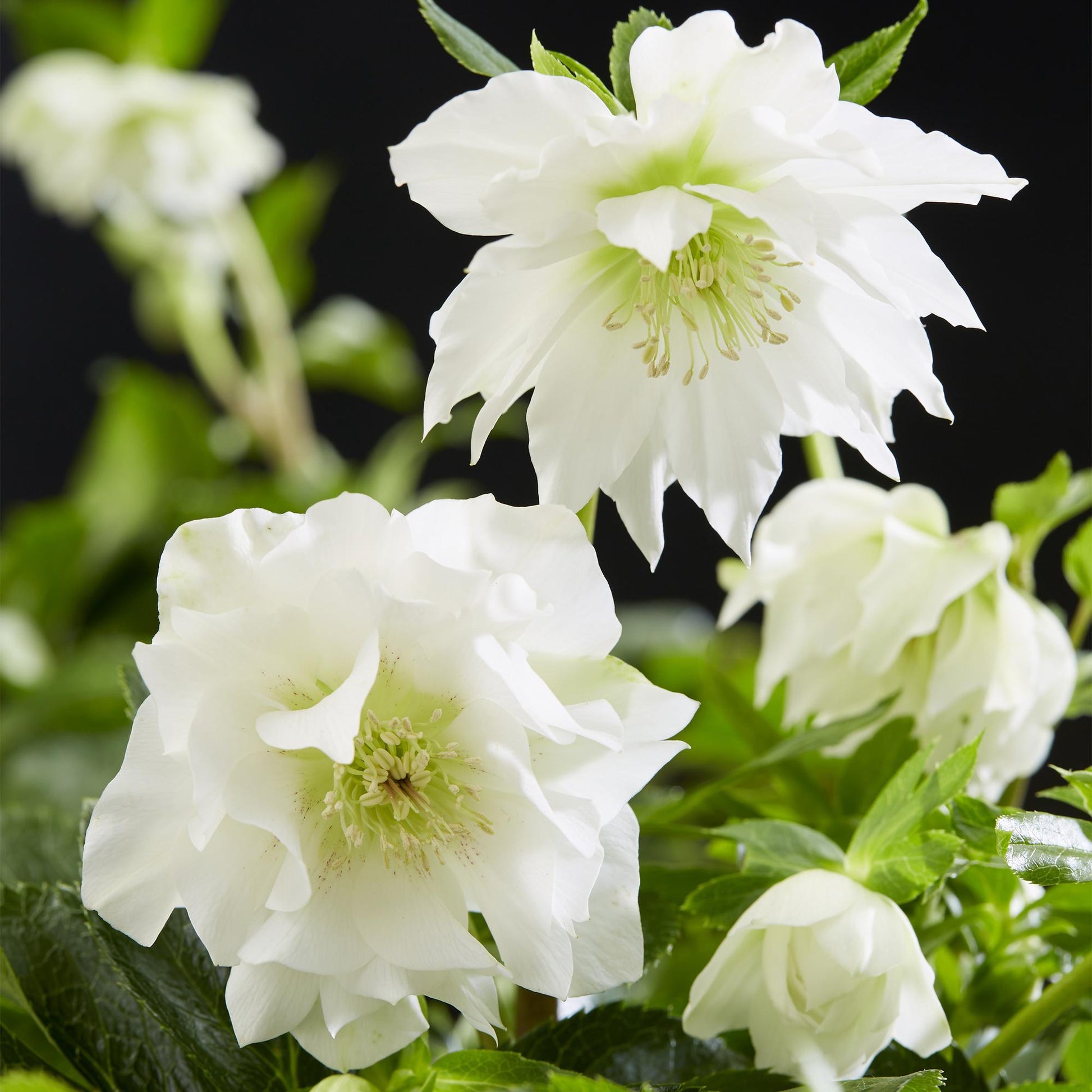GreenboutiQ - Gartenpflanze - Lenzrose - Helleborus orientalis Double Ellen White - Weiße Blüte - 2 Pflanzen - Immergrün - Topf 14cm Höhe 35cm 