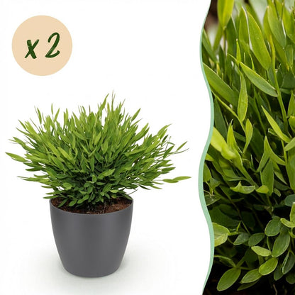 Green boutiQ - Zimmerpflanze - Bamusa Pogonatherum Monica - Bambusgras - Haustierfreundliche Pflanze - Grün - 2 Pflanzen - mit Potter Grau - Topf 12cm - Höhe 20cm 