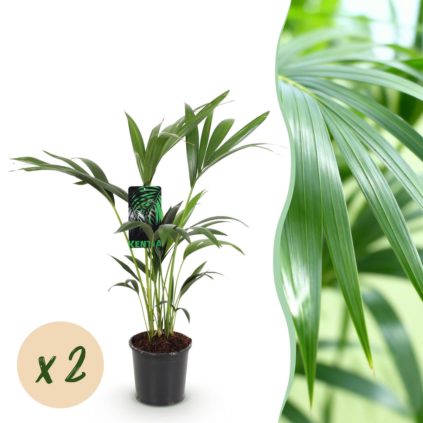 Howea Forsteriana – Kentia-Palme – 2 Pflanzen – 70–75cm – 17cm – Pflegeleichte Zimmerpalmen mit eleganten Wedeln – Robuste, luftreinigende Grünpflanzen für stilvolle Innenräume 