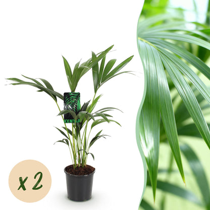 Howea Forsteriana – Kentia-Palme – 2 Pflanzen – 70–75cm – 17cm – Pflegeleichte Zimmerpalmen mit eleganten Wedeln – Robuste, luftreinigende Grünpflanzen für stilvolle Innenräume 