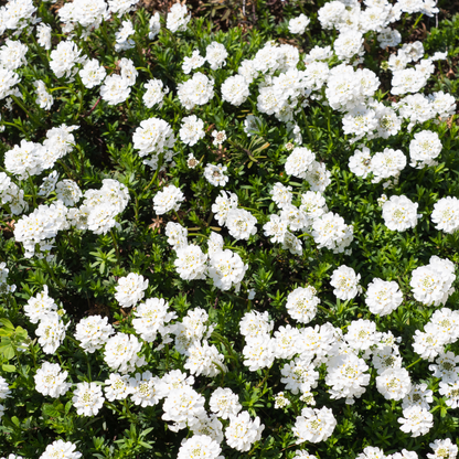 Iberis sempervirens Schneeflocke – 60 Pflanzen – Ø9cm – Höhe 10-25cm – Immergrüner Bodendecker – Weiße Frühlingsblüte – Winterhart für Beet & Steingarten