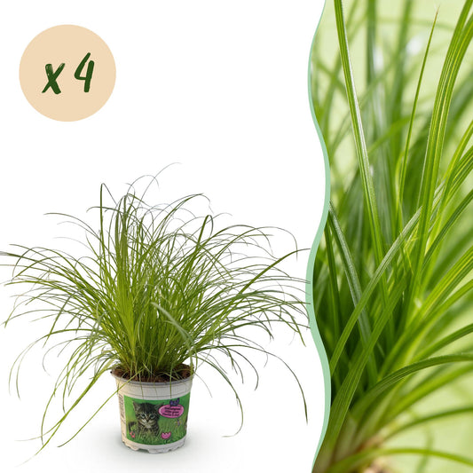 Green boutiQ - Zimmerpflanze - Cyperus alternifolius Zumula - Katzengras - Haustierfreundlich - Grün - 4 Pflanzen - Topf 12cm - Höhe 28-30cm 