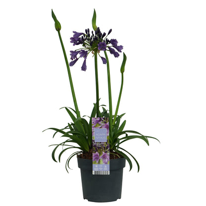 Schmuck-Lilie - Agapanthus 'Poppin Purple' - Ø19cm - ↕30cm