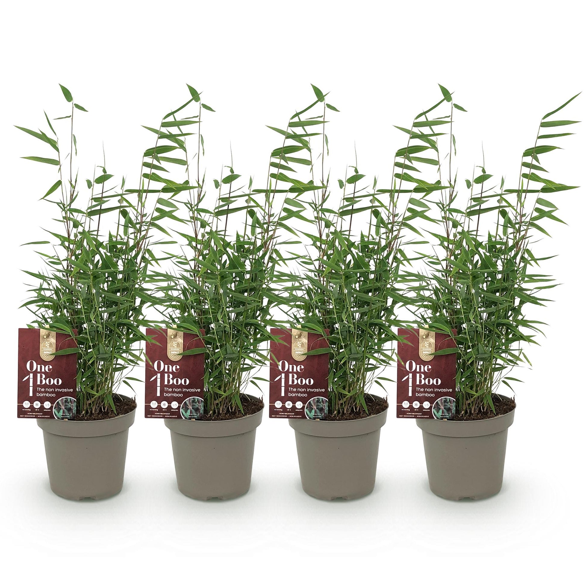 GreenboutiQ - Bambus - Fargesia Red Dragon - Grün - 4 Pflanzen - Immergrün - Nicht Ausbreitend - Topf 14cm Höhe 35cm 
