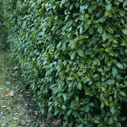 Kirschlorbeer - Prunus laurocerasus Etna - Hecke - Blatt grün - 6 Pflanzen - 1 laufender Meter - immergrün - Topf 17cm Höhe 50cm