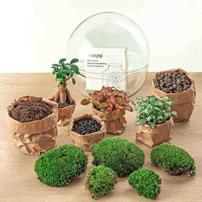 Flaschengarten - DIY Bausatz - Terrarium - Dome XL - Ficus Ginseng Bonsai - ↕30cm