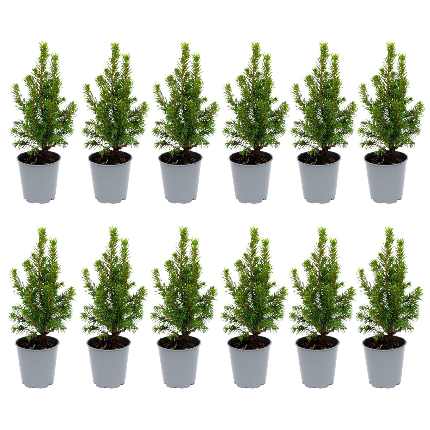 12x Mini-kerstboom - ↑15-20 cm - Ø 6 cm Picea Glauca Perfecta 