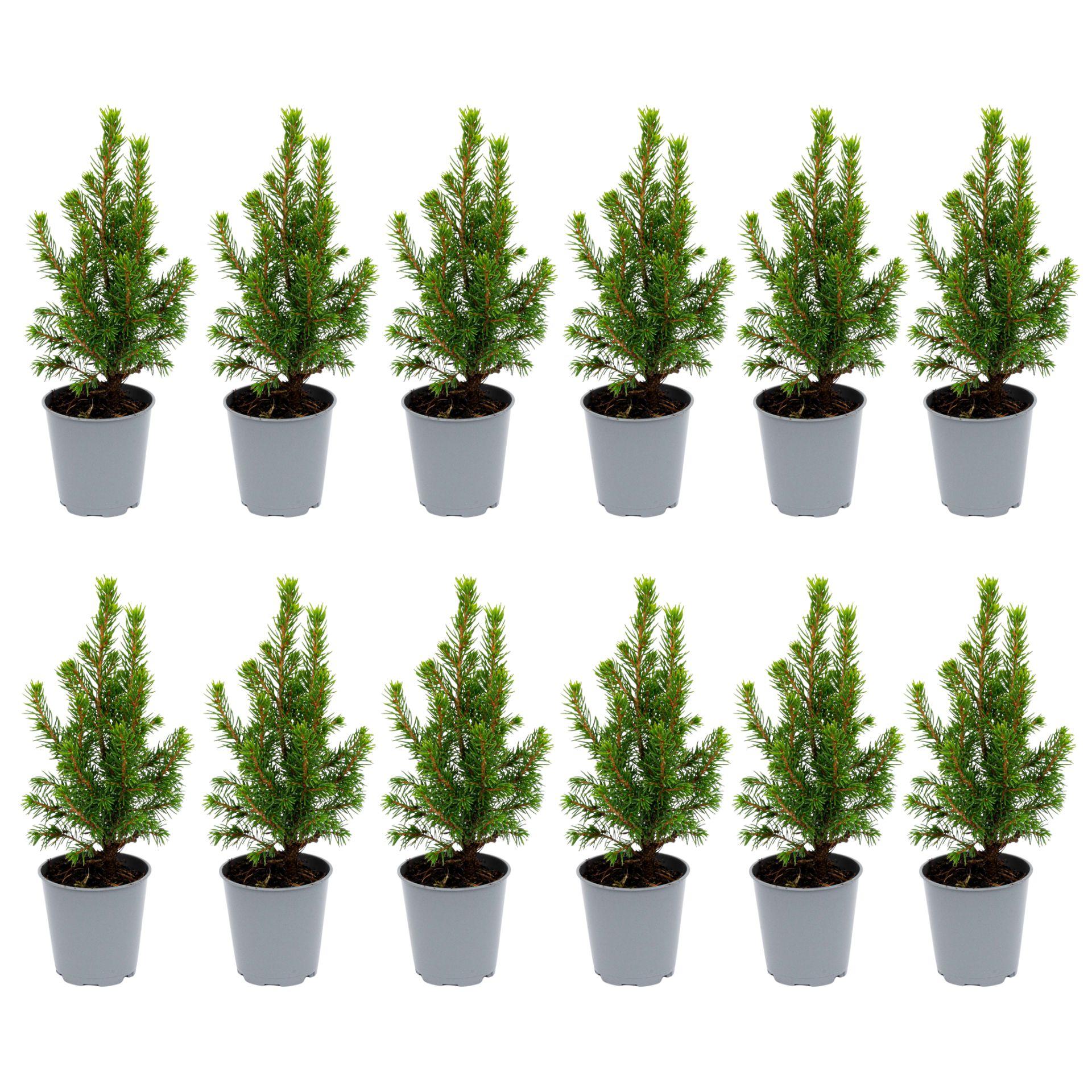 12x Mini-kerstboom - ↑15-20 cm - Ø 6 cm Picea Glauca Perfecta 