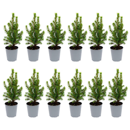 12x Mini-kerstboom - ↑15-20 cm - Ø 6 cm Picea Glauca Perfecta 
