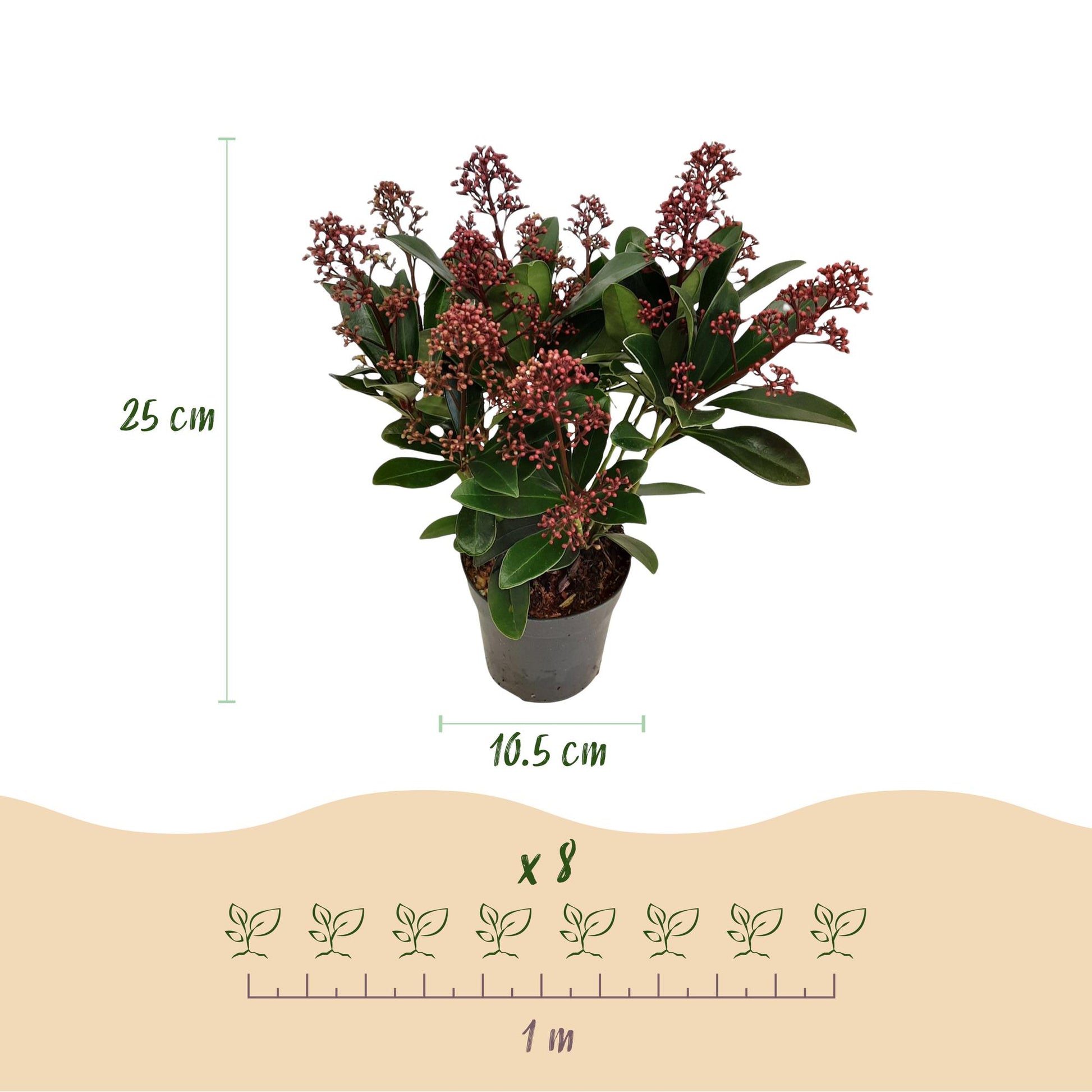 GreenboutiQ - Terrassenpflanze - Skimmia japonica Rubella - Blüte Rot - 10+ Blüten - 3 Pflanzen - Winterhart - Topf 10,5cm Höhe 25cm 