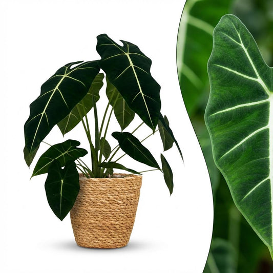 Green boutiQ - Zimmerpflanze - Elefantenohr - Alocasia Frydek - Grün - Pflegeleicht - 1 Pflanze - mit Korb - Topf 19cm - Höhe 60cm 