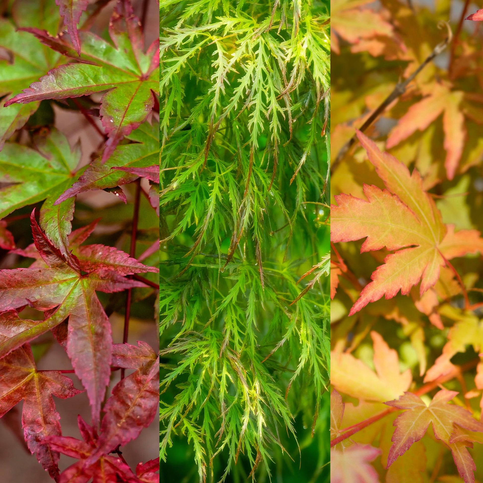 GreenboutiQ - Gartenpflanze - Acer palmatum Tricolour - Rot-Grün-Orange - 3 Pflanzen - Laubabwerfend - Wenig Pflege - Topf 12cm Höhe 35cm 