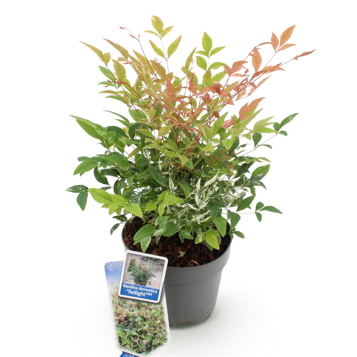 GreenboutiQ - Gartenpflanze - Nandina Twilight - Bunt & Rosa - 1 Pflanze - Immergrün - Wenig Pflege - Topf 17cm Höhe 45cm 