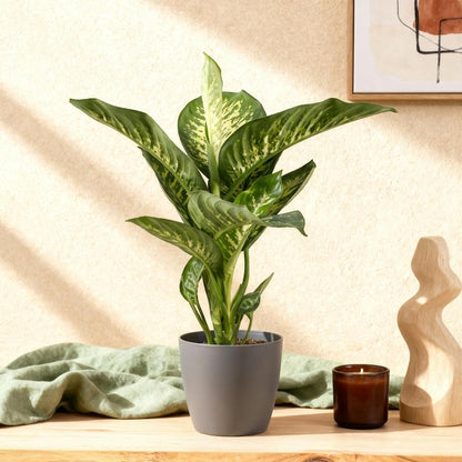 Green boutiQ - Zimmerpflanzen - Diefenbachia Tropic Snow - Dieffenbachia - Wenig Pflege - mit Potter Grau - Bunt - 1 Pflanze - mit Potter Grau - Topf 21cm - Höhe 90-100cm 