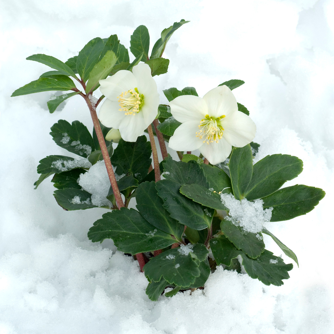 Helleborus niger ‘Christmas Carol’ Schneerose – 12 Pflanzen – Christrose Winterblüher – Immergrüne Stauden mit weißen Blüten – Winterharte Beet- & Kübelpflanzen für Garten & Balkon 
