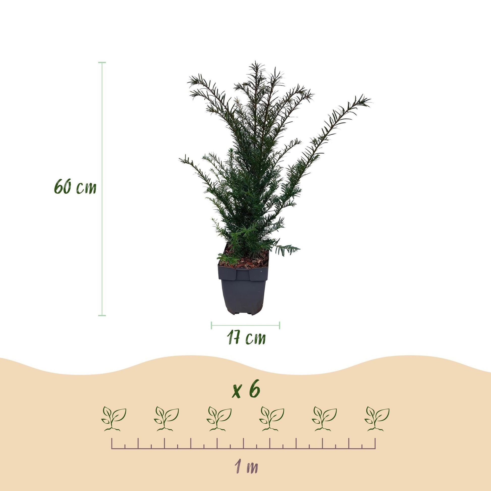 Europäische Eibe Taxus baccata – Immergrün – Heckenpflanze – 6 Pflanzen – 17 cm x H60 cm – pflegeleicht 
