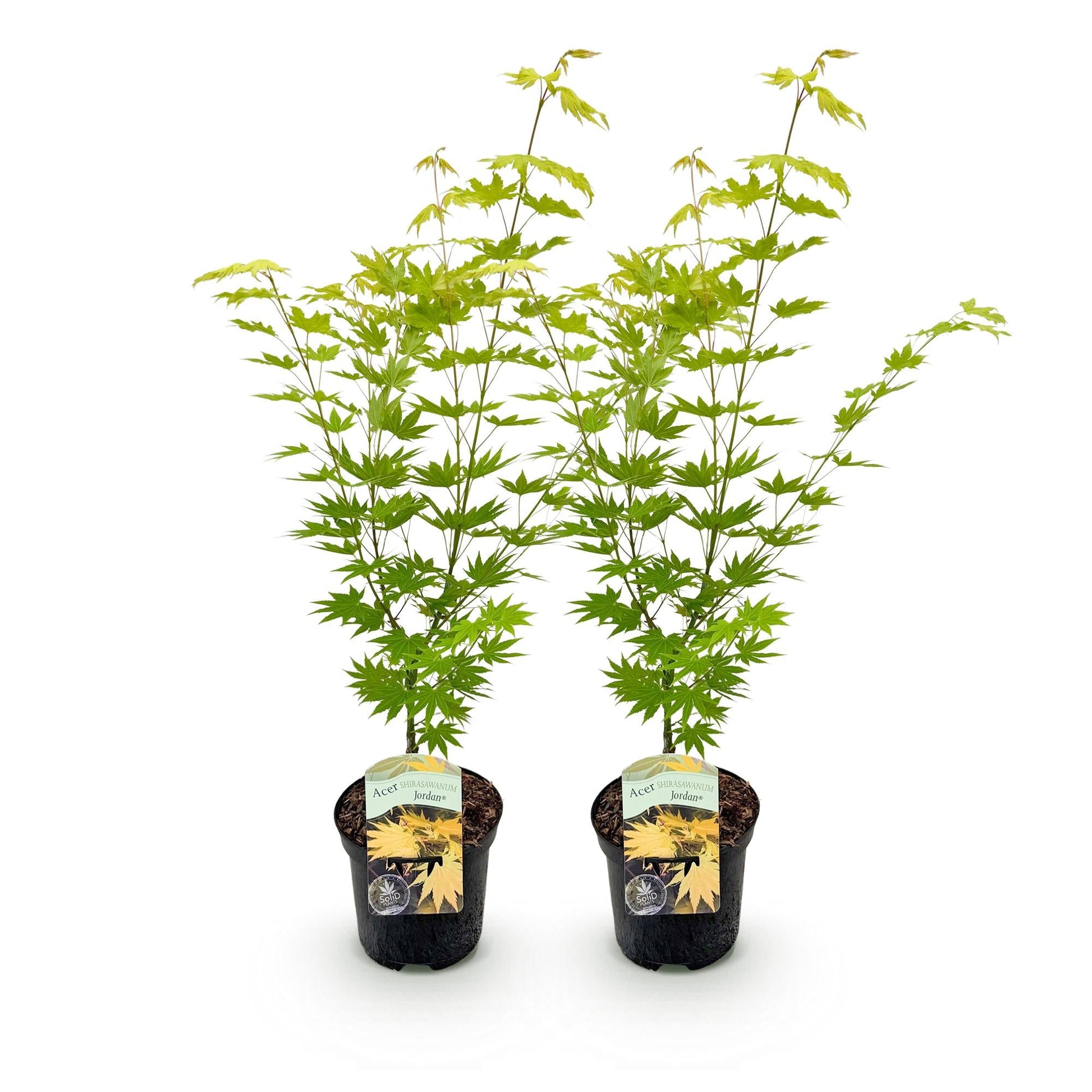 Japanischer Ahorn – Acer palmatum 'Jordan' – 2 Pflanzen – ca. 70 cm hoch – Ø19 cm – leuchtend gelbe Blätter – Balkon- & Gartenpflanze 