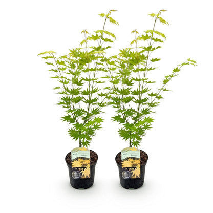 Japanischer Ahorn – Acer palmatum 'Jordan' – 2 Pflanzen – ca. 70 cm hoch – Ø19 cm – leuchtend gelbe Blätter – Balkon- & Gartenpflanze 