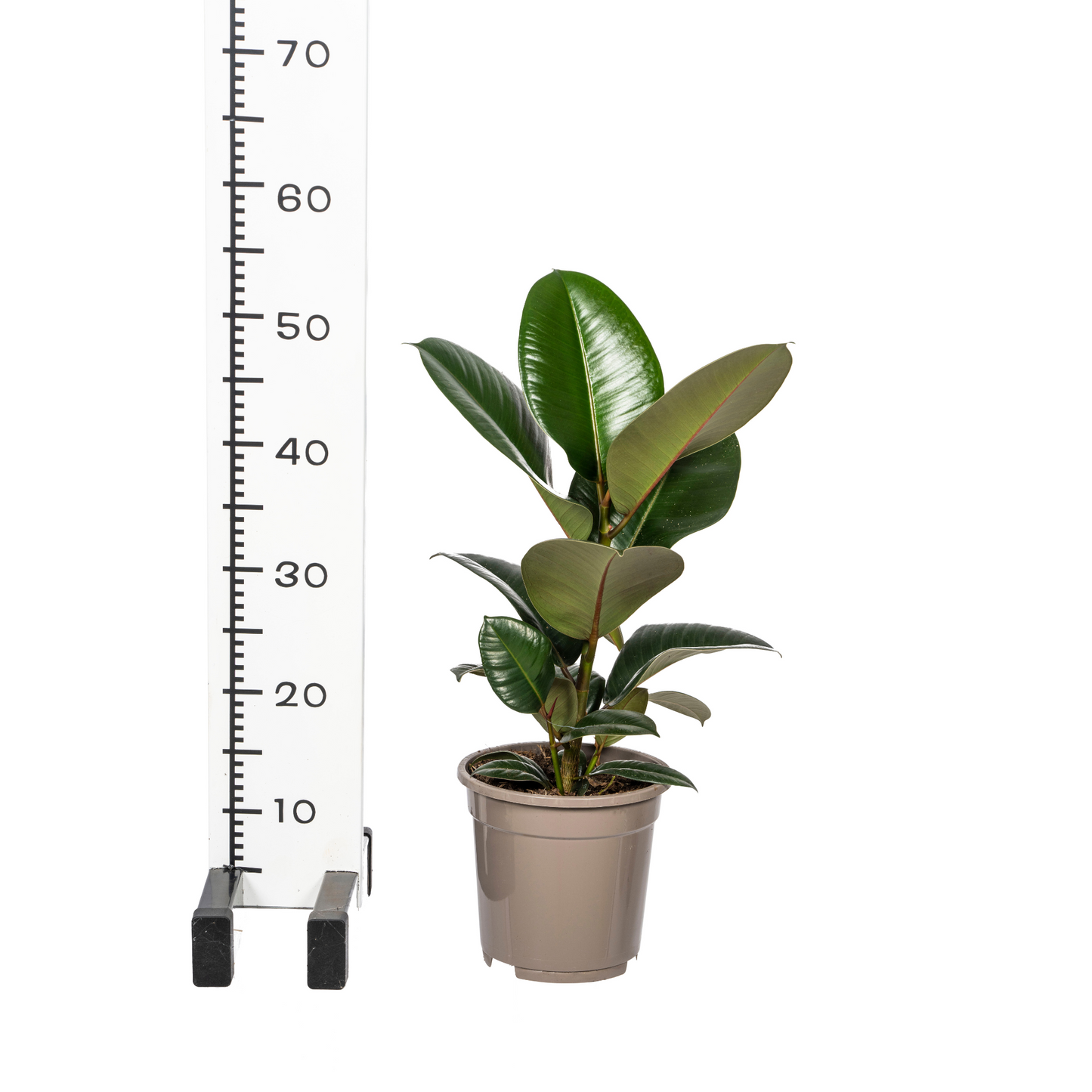 Ficus Elastica Robusta Ø17cm - ↕50 - 60cm 