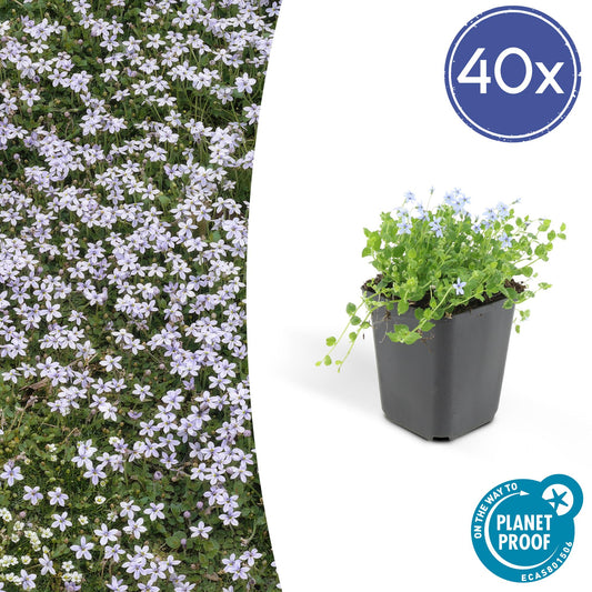 Blauer Bubikopf Isotoma fluviatilis – ↕10-25cm – Ø9cm – 40 Pflanzen – Niedriger Bodendecker mit blauen Sternblüten