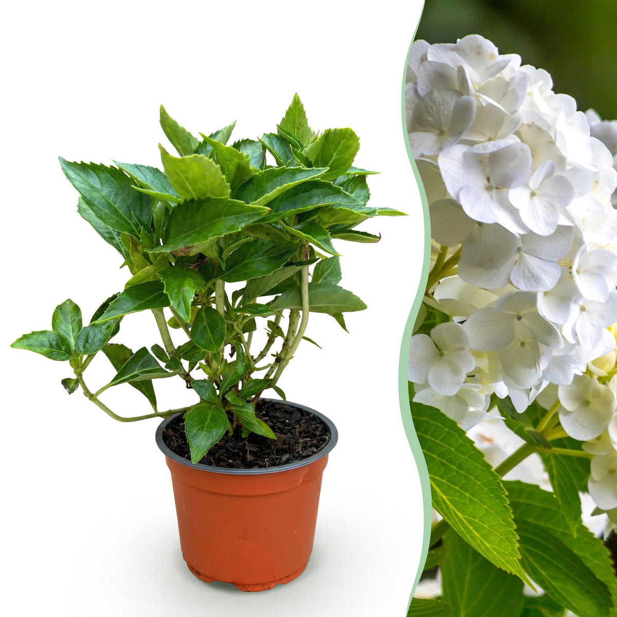 Green boutiQ - Gartenpflanze - Hydrangea macrophylla Weiß - Hortensie - Winterhart - Weiß - 1 Pflanze - Topf 12cm - Höhe 20-30cm 