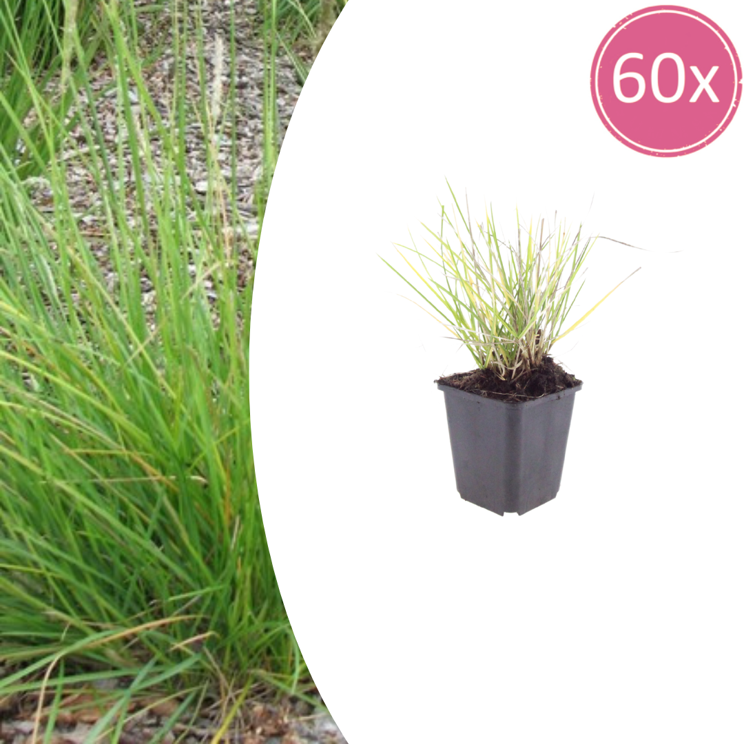 Sesleria autumnalis Ziergras – 60 Pflanzen – Ø9cm – Höhe 10-25cm – Winterhartes Gartengras – Pflegeleicht – Für Beet, Steingarten & Naturgarten