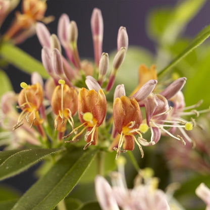 Geißblatt - Lonicera henryi - Blüte Rosa - Wenig Pflege - 2 Pflanzen - Topf 11cm Höhe 40cm