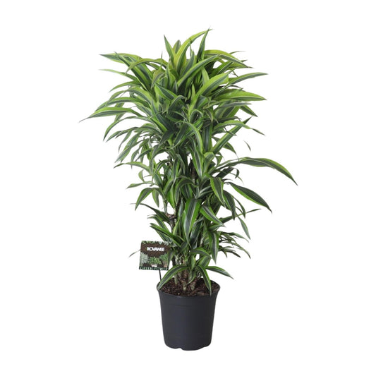 Drachenbaum Dracaena Fragrans 'Lemon Lime' – Zimmerpflanze – Ø27 cm Topf – Ca. 120 cm hoch – Pflegeleichte Grünpflanze mit auffällig grün-gelben Blättern & roten Rändern 