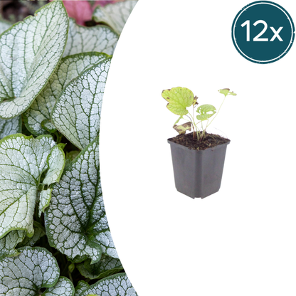 Brunnera macrophylla Jack Frost – 12 Pflanzen Kaukasusvergissmeinnicht – 10-25cm – Ø9cm – Winterharte Schattenstaude mit silbernem Zierlaub – Gartenpflanze im Topf