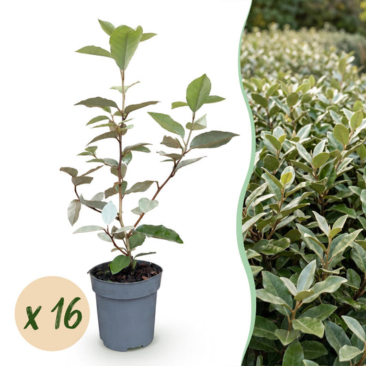 Ölweide 'Compacta' – Elaeagnus ebbingei 'Compacta' – 16 Heckenpflanzen – Topf Ø9cm – Höhe 25-35cm – Winterhart & immergrün
