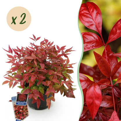 GreenboutiQ - Gartenpflanze - Nandina Blush Pink - Dunkelrosa - 2 Pflanzen - Immergrün - Pflegeleicht - Topf 17cm Höhe 40cm 