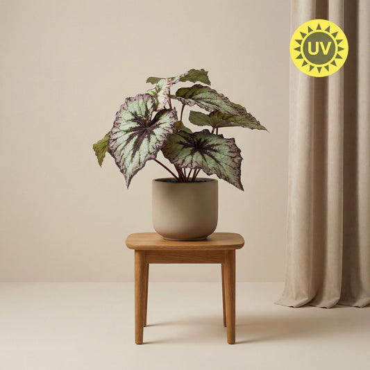 Begonie Kunstpflanze – ca.26cm – Grau-violette Blätter – UV-beständig – Künstliche Pflanze im Topf – Pflegefreie Deko für Innen & Außen Balkon Terrasse