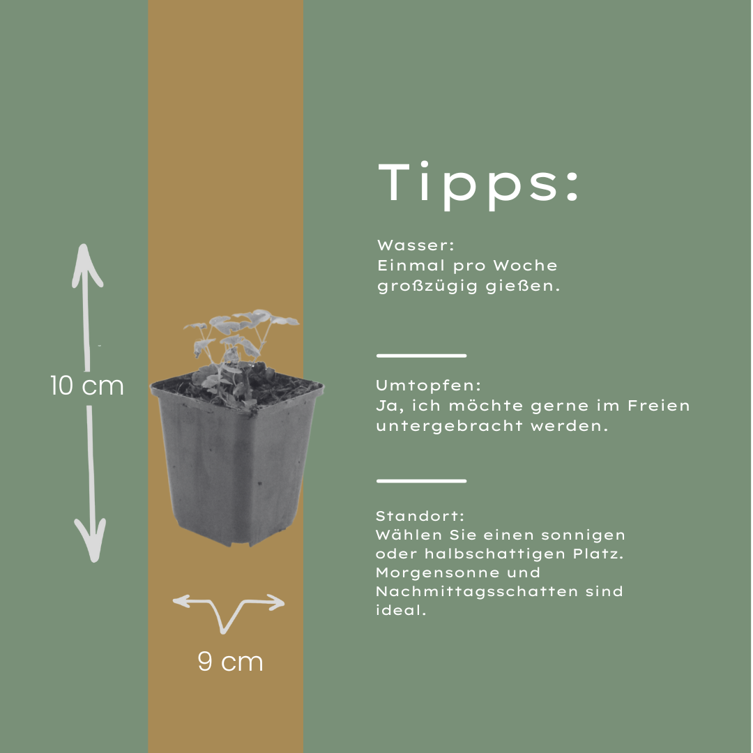 Akelei Aquilegia vulgaris – 24 Pflanzen – 10-25cm – Ø9cm – Winterharte Staude für Sonne & Halbschatten – Blühpflanze für Beet, Steingarten & Naturgarten