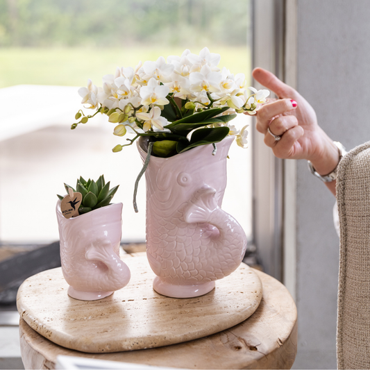 Weiße Orchidee 'Nazaré' + Fischtopf Rosa - Topfgröße Ø9cm - Zimmerpflanze
