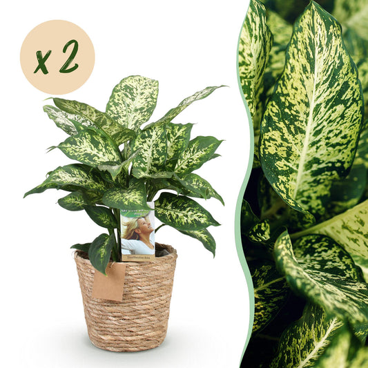 Green boutiQ - Zimmerpflanzen - Diefenbachia Compacta - Dieffenbachia - Wenig Pflege - mit Korb - Bunt - 2 Pflanzen - Topf 17cm - Höhe 45-50cm 