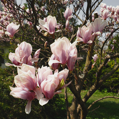 Tulpen-Magnolie - Magnolia Soulangiana - Blüten Hellrosa - Strauch - Wenig Pflege - Topf 17cm Höhe 45cm