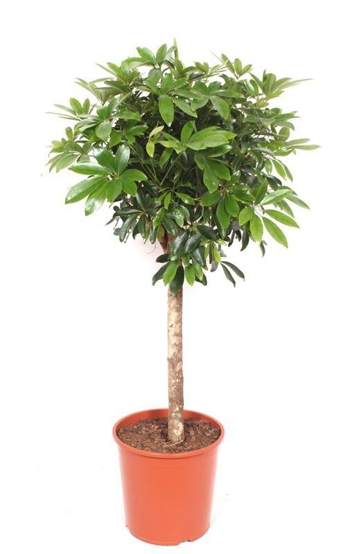 Schefflera – 150cm große Zimmerpflanze – Luftreinigende Strahlenaralie – Pflegeleichte Grünpflanze für Wohnzimmer Büro Wintergarten – Robuste Indoor Dekopflanze 