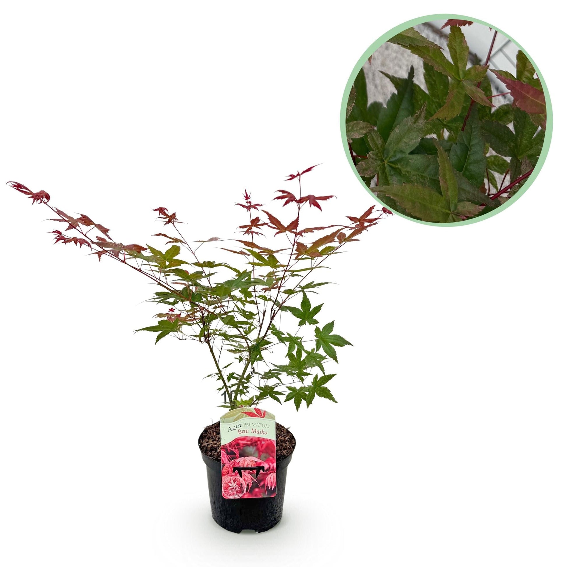 Japanischer Ahorn Acer palmatum Beni Maiko – Rote Balkonpflanze – Ø19cm – Höhe ca. 70cm – Kompakter Zierahorn für Beet & Terrasse 