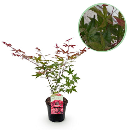 Japanischer Ahorn Acer palmatum Beni Maiko – Rote Balkonpflanze – Ø19cm – Höhe ca. 70cm – Kompakter Zierahorn für Beet & Terrasse 