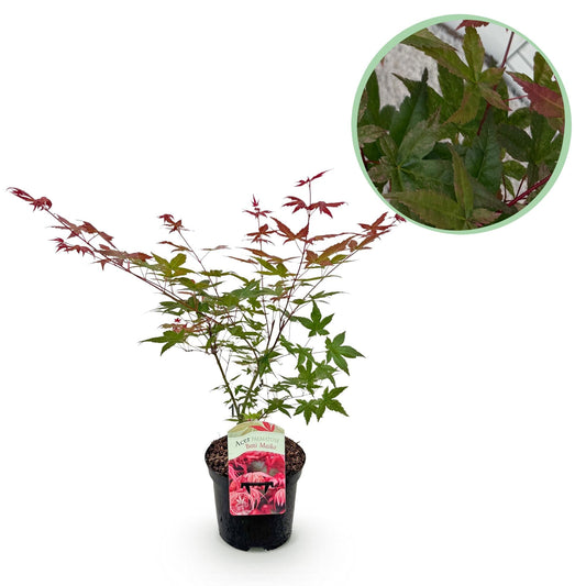 Japanischer Ahorn Acer palmatum Beni Maiko – Rote Balkonpflanze – Ø19cm – Höhe ca. 70cm – Kompakter Zierahorn für Beet & Terrasse 
